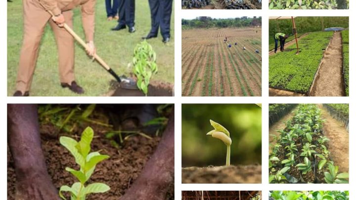 RDC – Environnement : Fogeka Agency relance ses pépinières écologiques à Kisantu et Banza-Ngungu